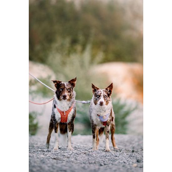 Woolly Wolf Roam Harness