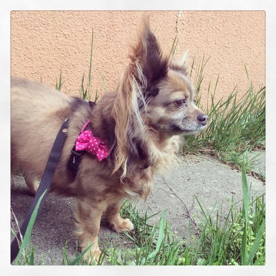 FUNKY DOG Růžová mašlička pro feny