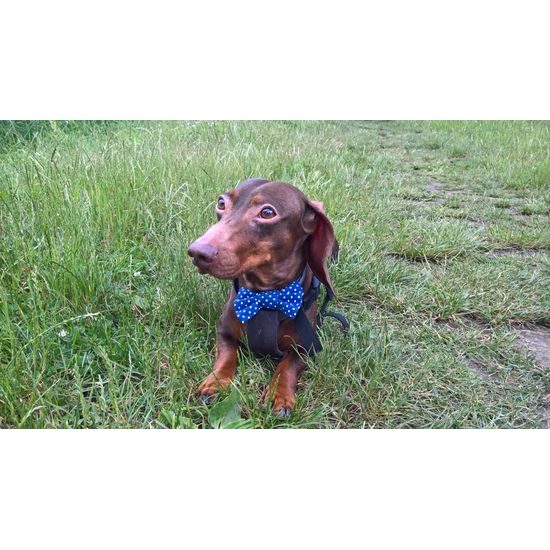 FUNKY DOG Modrý psí motýlek s puntíky