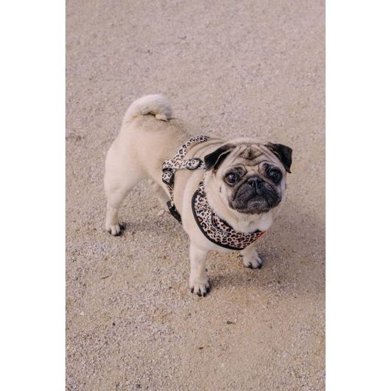 Reedog Kšíry pro psa LEO