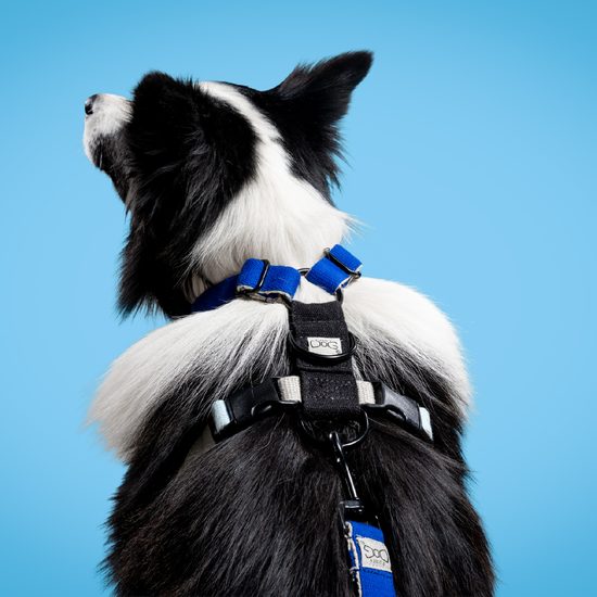 FUNKY DOG Konopný postroj pro psa modrý