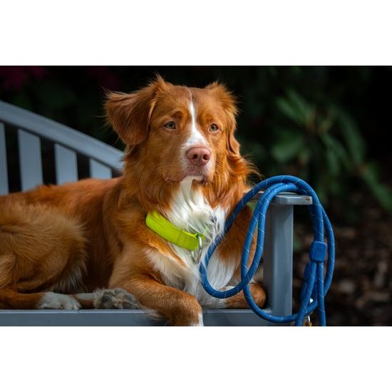 Woolly Wolf Rope Leash