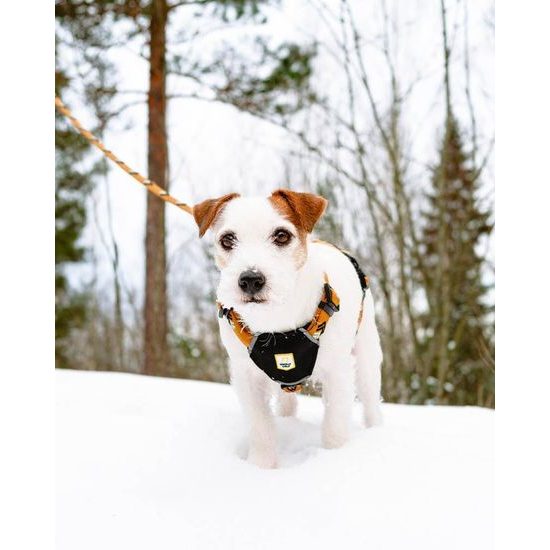 Woolly Wolf Sea To Summit Harness