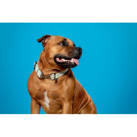 FUNKY DOG Eco-friendly 25 mm obojek pro psa