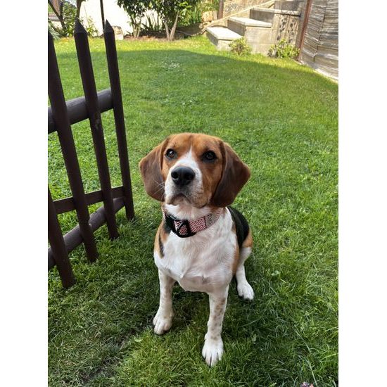 FUNKY DOG Široký 4cm obojek pro psa eco-friendly