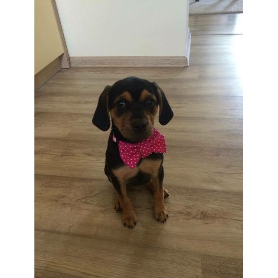 FUNKY DOG Růžová mašlička pro feny