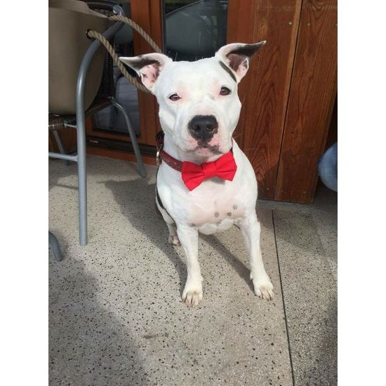 FUNKY DOG Červený motýlek