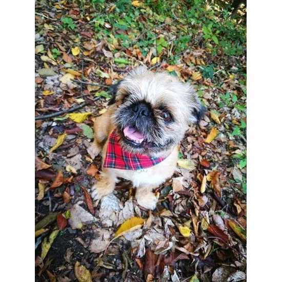 FUNKY DOG Kostkovaný šátek pro psa