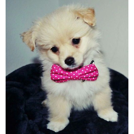 FUNKY DOG Růžová mašlička pro feny