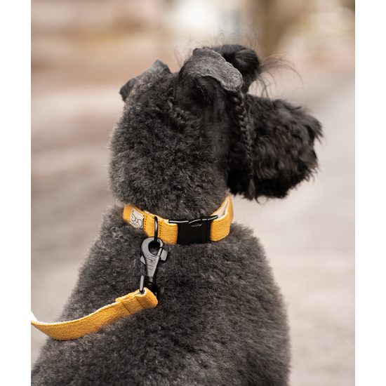 FUNKY DOG Konopný hořčicový obojek pro psa 2,5 cm