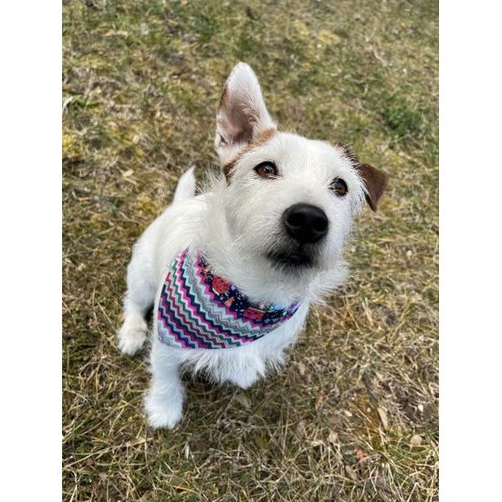 FUNKY DOG Oboustranný šátek pro psa – nanuky & barevné cik-cak vzory ??