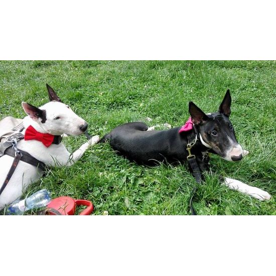 FUNKY DOG Červený motýlek