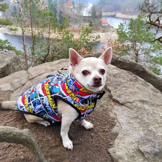 WAUDOG Bunda DC Batman