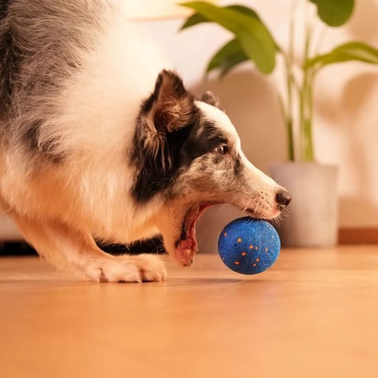 Cheerble Wicked Rugby