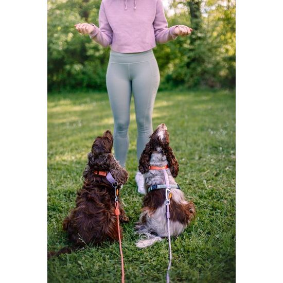 Woolly Wolf Color Block Harness