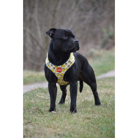 Reedog Kšíry pro psa LEMON