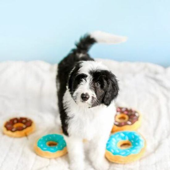 ZippyPaws Mini Donutz