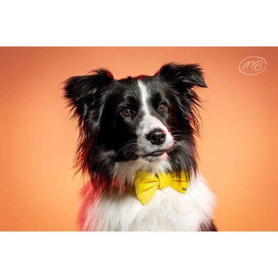 FUNKY DOG Žlutý psí motýlek