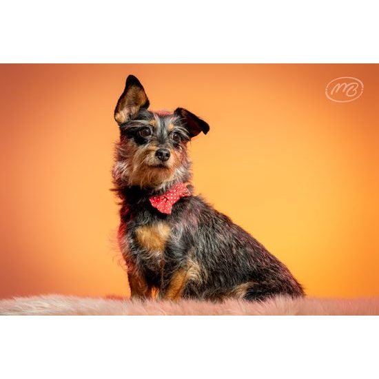 FUNKY DOG Červený psí motýlek s puntíky