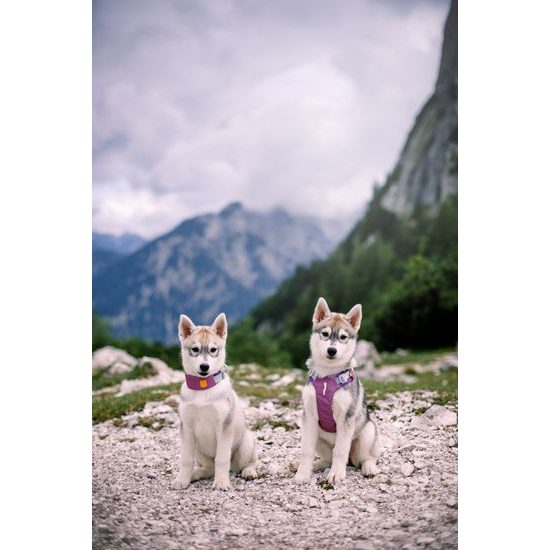 Woolly Wolf Alpha 360 Harness