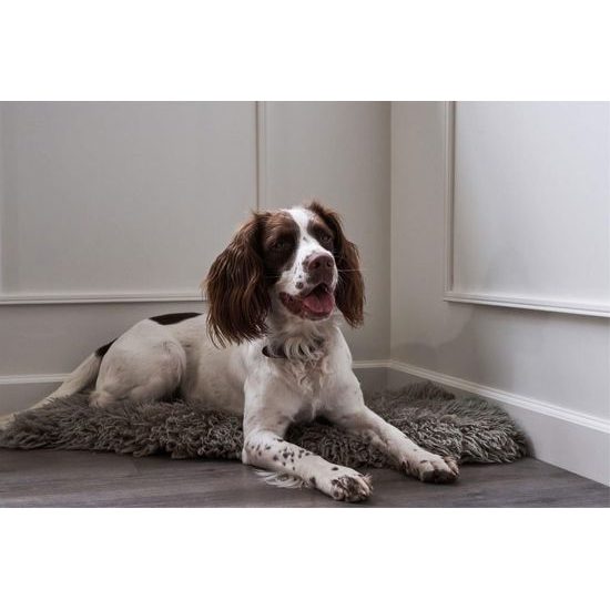 DogSpace Rocky L extra vysoká (105cm) prostorová zábrana