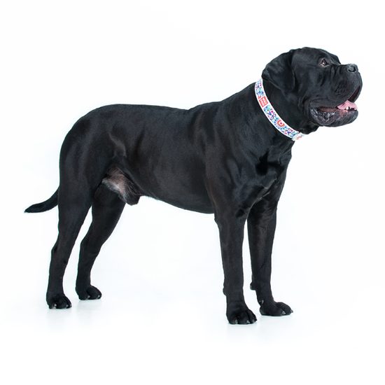 WAUDOG Obojek kožený Ethno