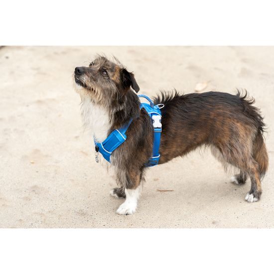 Red Dingo postroj Sport Electric Blue 25 mm x 58-81 cm