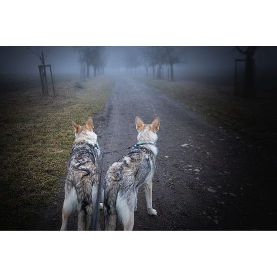 Aminela rozdvojka Sport&City pro 2 psy 20mm/30cm černá