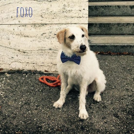 FUNKY DOG Modrý psí motýlek s puntíky