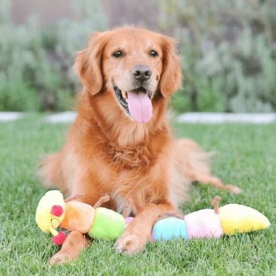 ZippyPaws Caterpillar Housenka