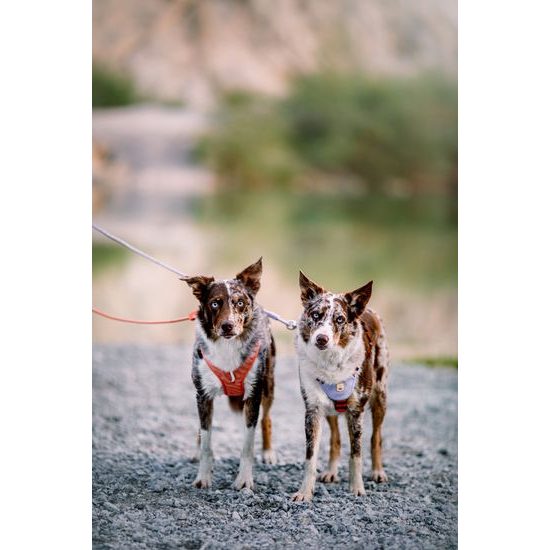 Woolly Wolf Rope Leash
