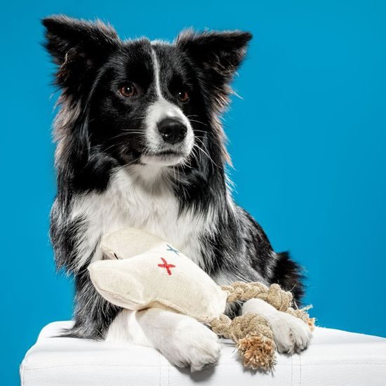 FUNKY DOG Slintoš ušatý přírodní hračka pro psa