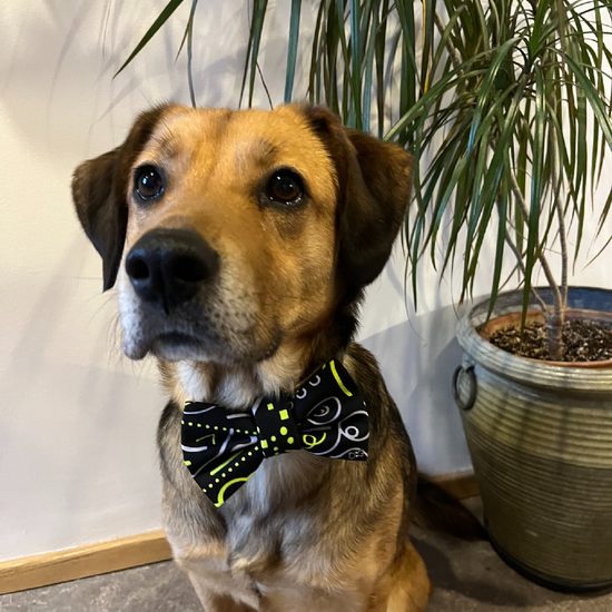 FUNKY DOG Černý psí motýlek s funky neónovým vzorem