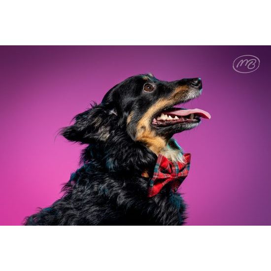 FUNKY DOG Skotský Červený kostkovaný motýlek