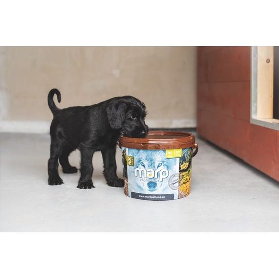 Štěněčí balíček s krmivem 1ks