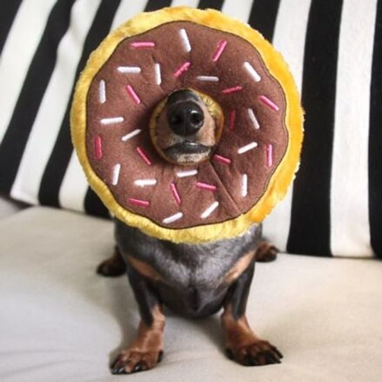 ZippyPaws Donutz