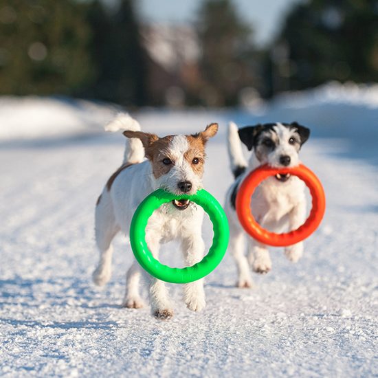 PitchDog Tréninkový Kruh pro psy