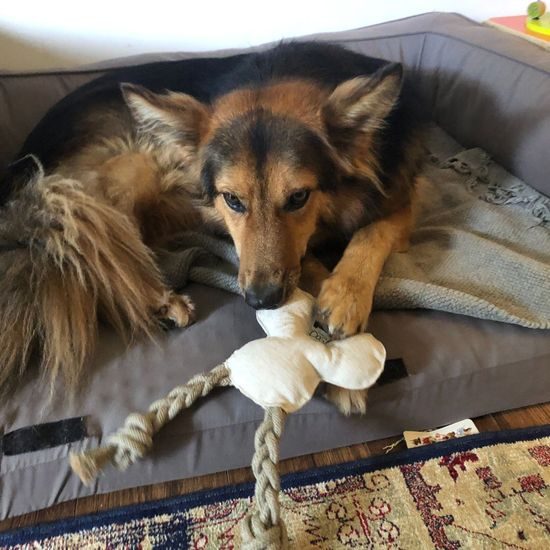 FUNKY DOG Slintoš ušatý přírodní hračka pro psa