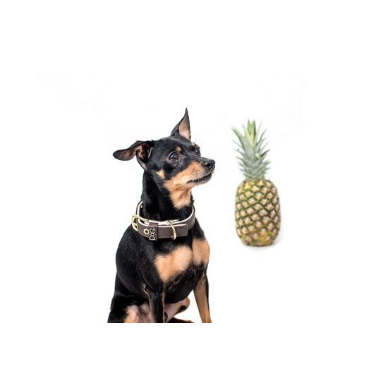 FUNKY DOG XXS Piñatex 1cm obojek a motýlek