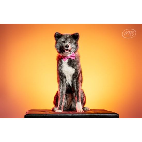 FUNKY DOG Růžová mašlička pro feny