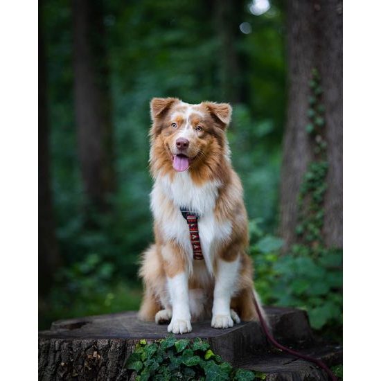 Woolly Wolf Polar Night Harness