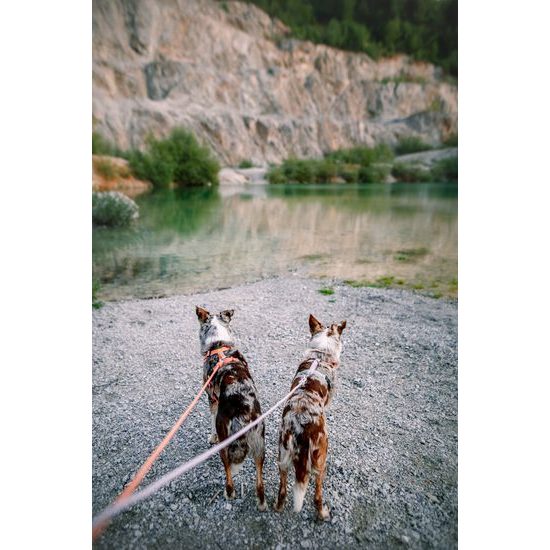 Woolly Wolf Roam Harness