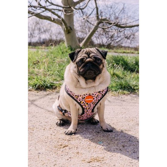 Reedog Kšíry pro psa LEO PINK