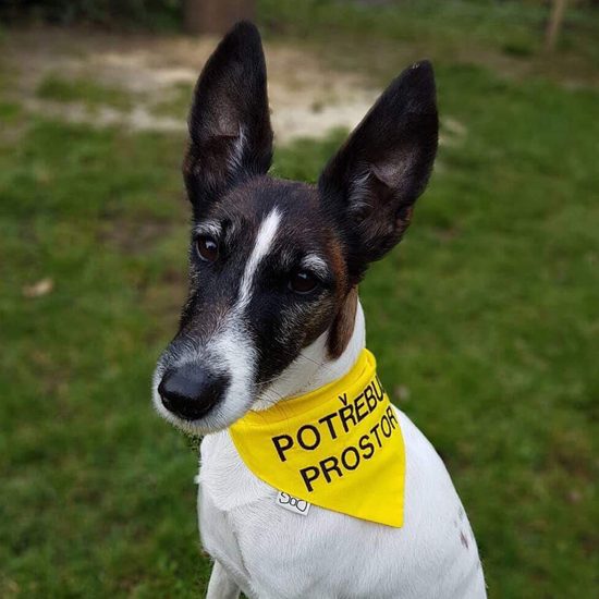 FUNKY DOG Žlutý šátek pro psa s nápisem