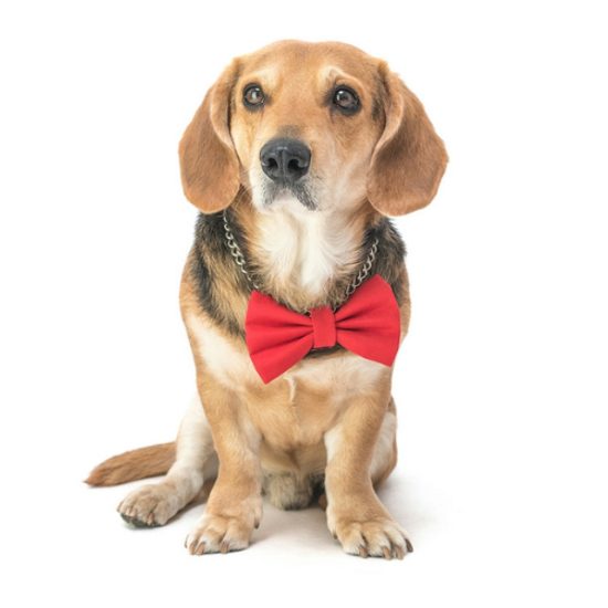 FUNKY DOG Červený motýlek