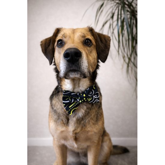 FUNKY DOG Černý psí motýlek s funky neónovým vzorem