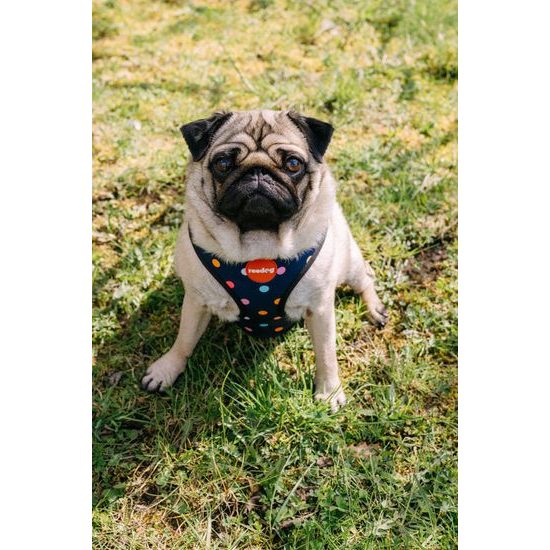 Reedog Kšíry pro psa BUBBLE