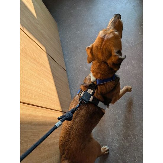 FUNKY DOG Konopný postroj pro psa modrý
