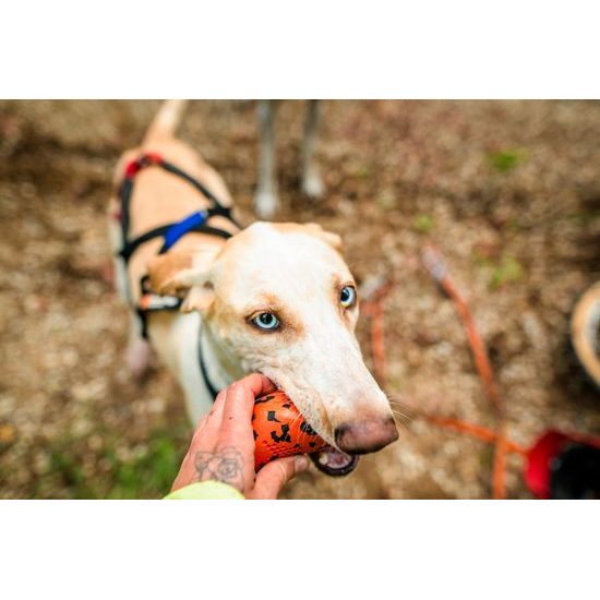 Non-stop dogwear Hračka Dog throw toy