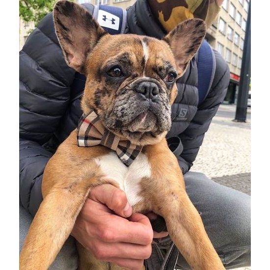 FUNKY DOG Hnědý kostkovaný motýlek Burberry